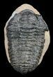 Calymene (With Shell) Trilobite - Tazarine, Morocco #56043-1
